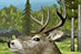 Deer Drive - Top Action Game