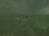Rapala Pro Fishing screenshot