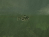 Rapala Pro Fishing screenshot