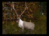 Cabela's Grandslam Hunting: 2004 Trophies screenshot